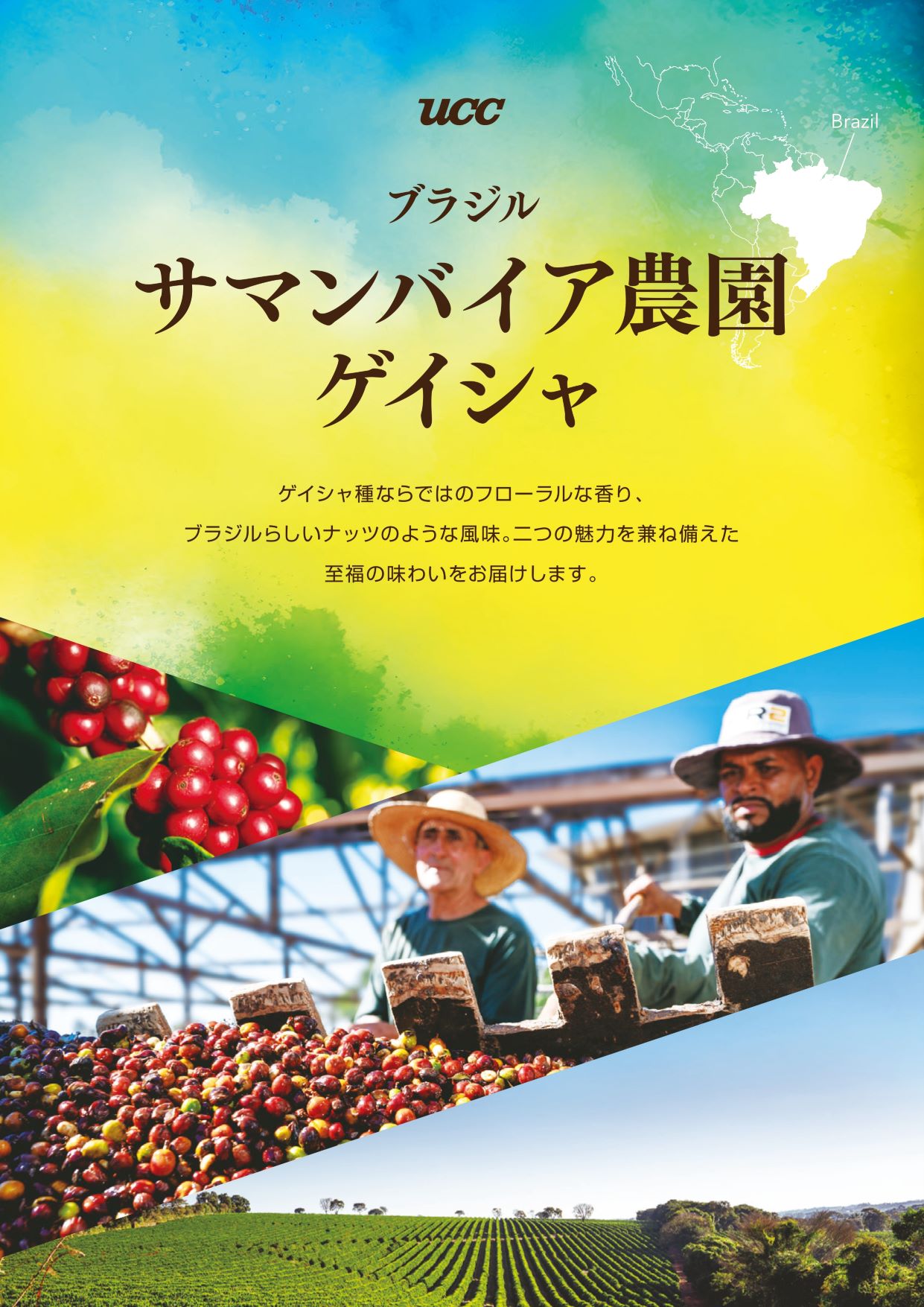ブラジル サマンバイア農園 ゲイシャ販売スタート！ - カフェメルカード